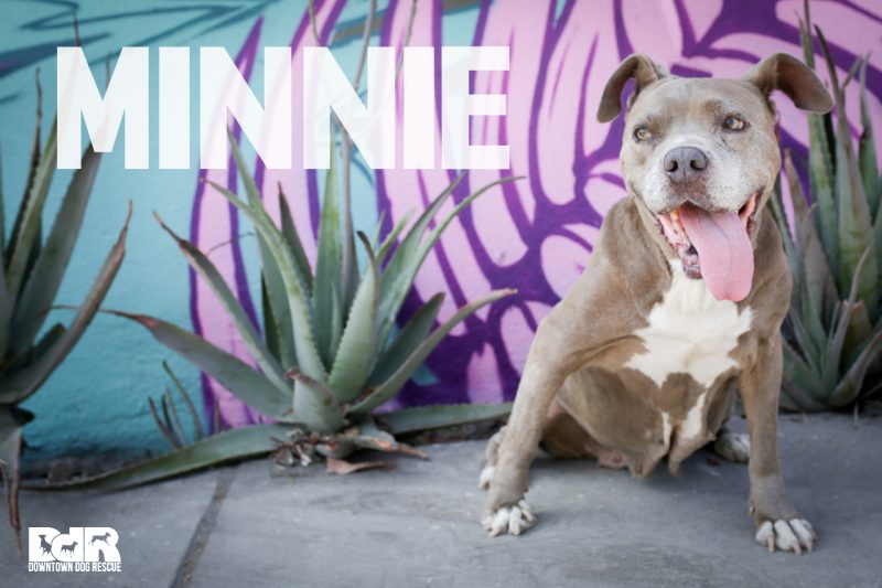 Downtown Dog Rescue Los Angeles Dog Rescue
