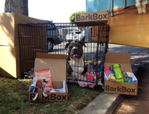 Order a Bark Box & Support Downtown Dog Rescue