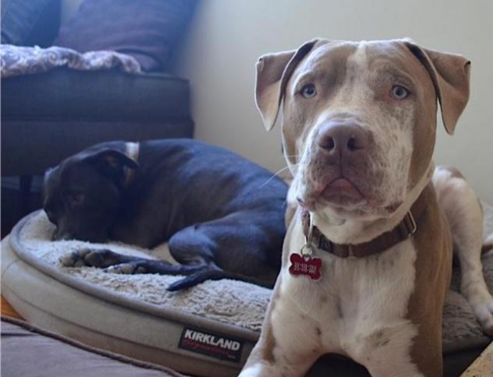 LA MAGAZINE What’s a Dog Worth? Downtown Dog Rescue