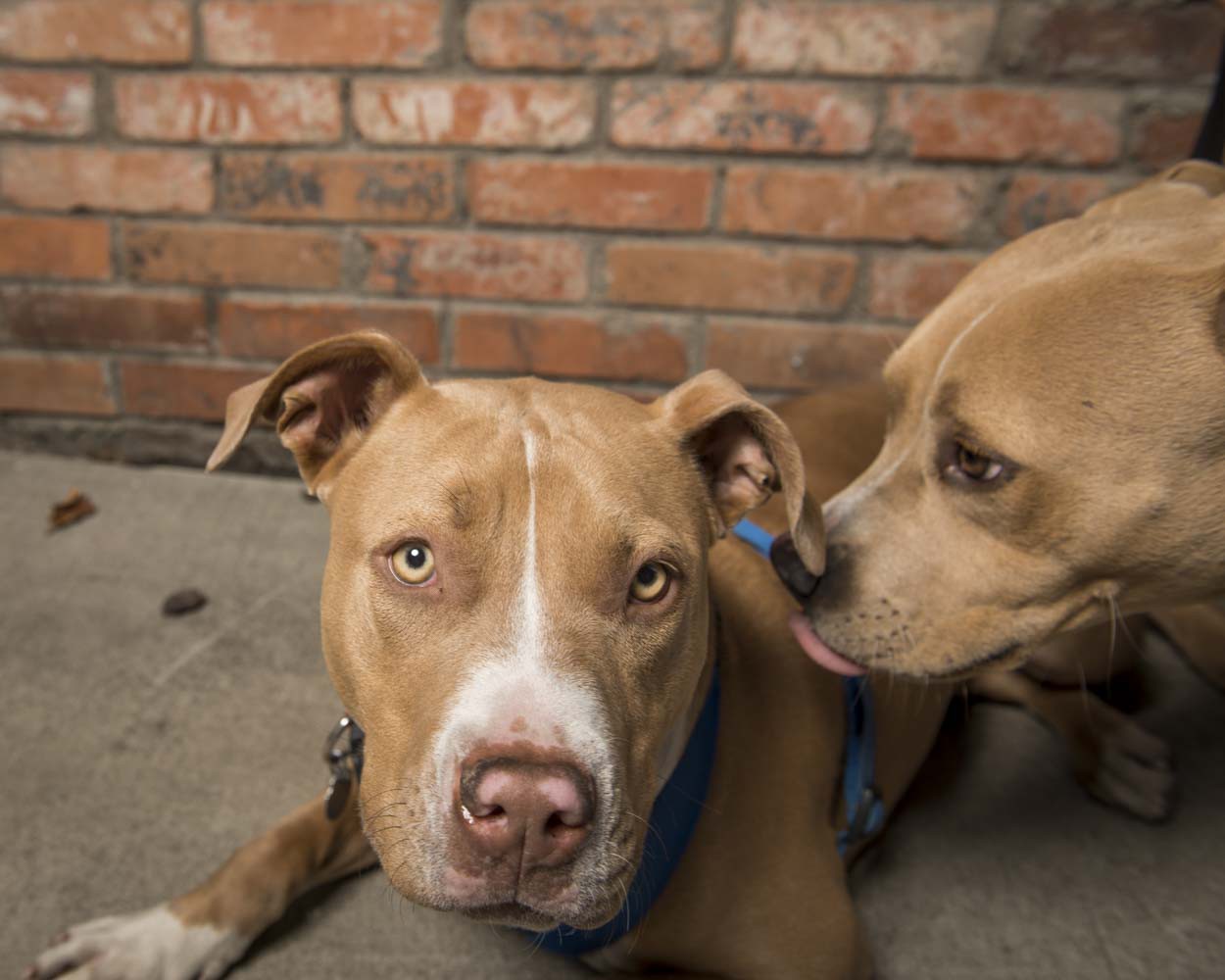 Shelter Intervention Program – Downtown Dog Rescue