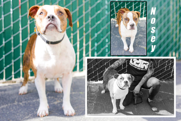 Overskyet Få Stejl Adoption Events – Downtown Dog Rescue