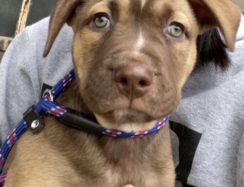 Adopt Puppy Buster!