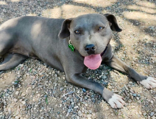 Adoption Event this Saturday!